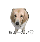愛犬MAX★（個別スタンプ：7）