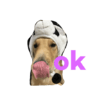 愛犬MAX★（個別スタンプ：8）