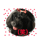 トイプードルGigi（個別スタンプ：1）