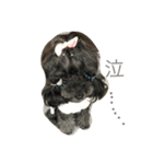 トイプードルGigi（個別スタンプ：2）
