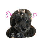 トイプードルGigi（個別スタンプ：4）