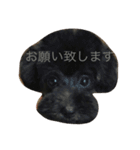トイプードルGigi（個別スタンプ：13）
