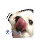 おてんば犬くーちゃんのスタンプ（個別スタンプ：1）