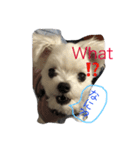 おてんば犬くーちゃんのスタンプ（個別スタンプ：3）