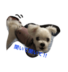 おてんば犬くーちゃんのスタンプ（個別スタンプ：4）