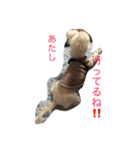 おてんば犬くーちゃんのスタンプ（個別スタンプ：5）