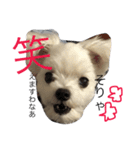 おてんば犬くーちゃんのスタンプ（個別スタンプ：7）