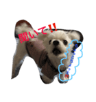 おてんば犬くーちゃんのスタンプ（個別スタンプ：9）