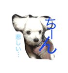 おてんば犬くーちゃんのスタンプ（個別スタンプ：10）