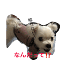 おてんば犬くーちゃんのスタンプ（個別スタンプ：11）