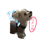 おてんば犬くーちゃんのスタンプ（個別スタンプ：12）