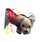 おてんば犬くーちゃんのスタンプ（個別スタンプ：13）