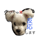 おてんば犬くーちゃんのスタンプ（個別スタンプ：16）