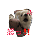 おてんば犬くーちゃんのスタンプ（個別スタンプ：17）