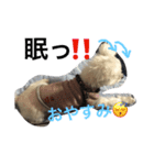 おてんば犬くーちゃんのスタンプ（個別スタンプ：18）