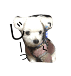 おてんば犬くーちゃんのスタンプ（個別スタンプ：19）