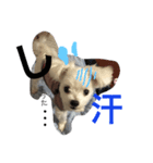おてんば犬くーちゃんのスタンプ（個別スタンプ：20）