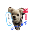 おてんば犬くーちゃんのスタンプ（個別スタンプ：21）