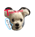 おてんば犬くーちゃんのスタンプ（個別スタンプ：22）