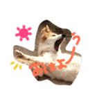 犬のとろろ（個別スタンプ：1）