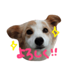 犬のとろろ（個別スタンプ：2）