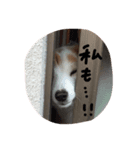 犬のとろろ（個別スタンプ：3）