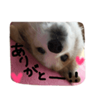 犬のとろろ（個別スタンプ：4）