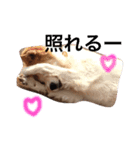 犬のとろろ（個別スタンプ：7）