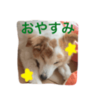 犬のとろろ（個別スタンプ：8）