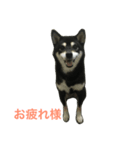黒柴あずき2（個別スタンプ：2）