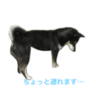 黒柴あずき2（個別スタンプ：5）