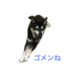 黒柴あずき2（個別スタンプ：6）