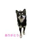 黒柴あずき2（個別スタンプ：7）
