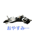 黒柴あずき2（個別スタンプ：8）