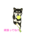黒柴あずき2（個別スタンプ：14）