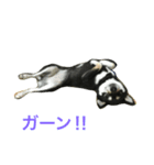 黒柴あずき2（個別スタンプ：15）