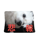 mix breed stamp（個別スタンプ：1）