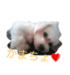 mix breed stamp（個別スタンプ：2）