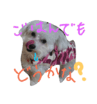 mix breed stamp（個別スタンプ：3）