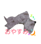 mix breed stamp（個別スタンプ：5）
