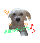 mix breed stamp（個別スタンプ：6）