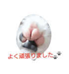 mix breed stamp（個別スタンプ：7）