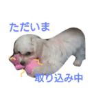 mix breed stamp（個別スタンプ：8）