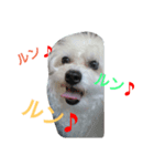 mix breed stamp（個別スタンプ：9）
