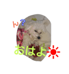 mix breed stamp（個別スタンプ：10）