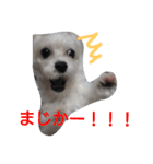 mix breed stamp（個別スタンプ：14）
