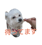 mix breed stamp（個別スタンプ：16）