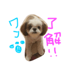 shi-zu-mei（個別スタンプ：2）