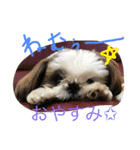 shi-zu-mei（個別スタンプ：4）