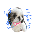 shi-zu-mei（個別スタンプ：6）